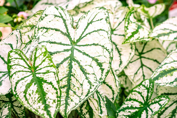 白い大きな葉っぱ、カラーリーフの観葉植物/カラジウム（カラジューム）ホワイトクリスマス