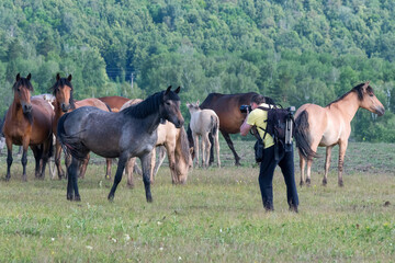 Ecotourism. A man takes a picture of horses grazing in a meadow.