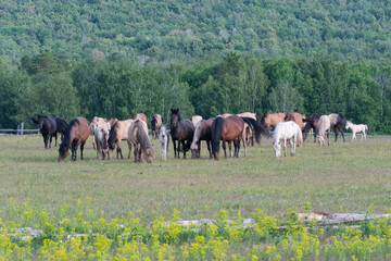 Obraz na płótnie Canvas Idyllic rural landscape. A herd of horses grazing in a meadow. Bashkortostan, Ural, Russia.