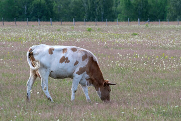  A cow grazing in a meadow.