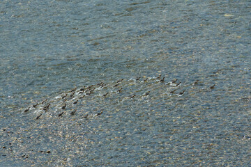A flock of ducklings hurry to cross the river. Bashkortostan, Ural, Russia.
