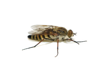 Fototapeta na wymiar Common stiletto fly in Thereva nobilitata isolated on white background