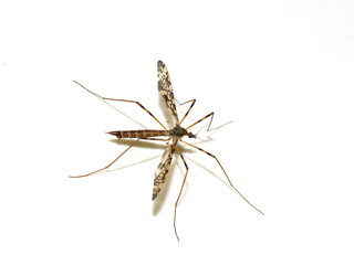 The crane fly Epiphragma ocellare isolated on white background