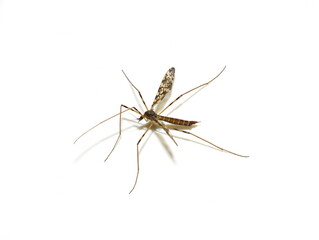 The crane fly Epiphragma ocellare isolated on white background