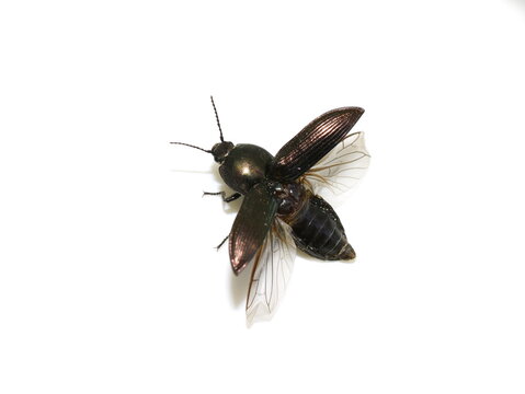The click beetle Selatosomus aeneus about to fly showing fly wings isolated on white background