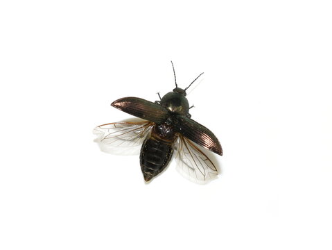 The click beetle Selatosomus aeneus about to fly showing fly wings isolated on white background