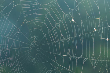 Cobweb with dew drops and few flies on the blurry background of green forest.