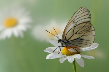 The butterfly Aporia crataegi butterflyrus sits on a summer morning on a daisy flower