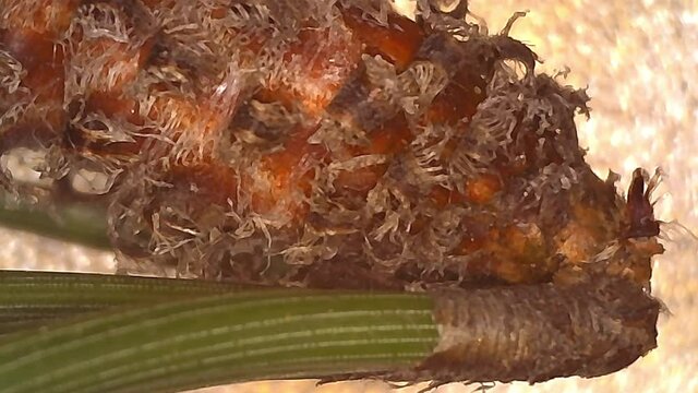 Microscope Plants Pine Needle 800x