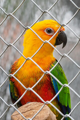 Beautiful colorful Parrot in captivity © nedomacki