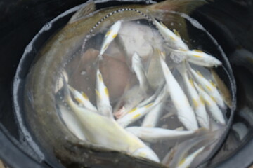 Sea fish caught by fishermen put in a plastic basket on the beach in the morning.