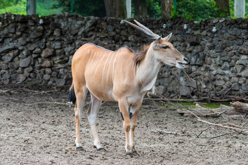 Common Eland (Taurotragus oryx) is the largest of the African antelope species.