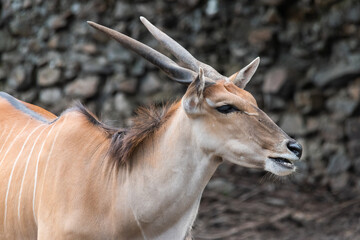 Common Eland (Taurotragus oryx) is the largest of the African antelope species.