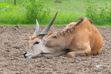 Fototapeta premium Common Eland (Taurotragus oryx) is the largest of the African antelope species.