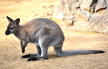 Naklejka premium ベネットアカクビワラビー