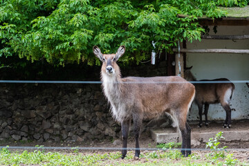The waterbuck is a large antelope found widely in sub-Saharan Africa.