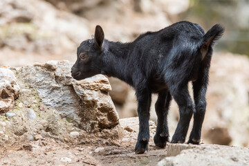 Domestic animal, photo of a black goat kid in a farm 