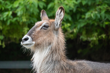 Fototapeta premium The waterbuck is a large antelope found widely in sub-Saharan Africa.