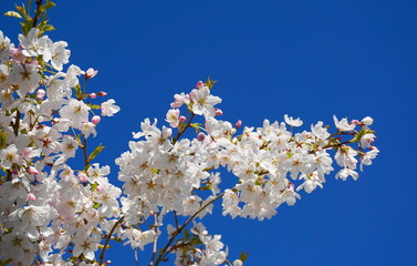 Delicate and beautiful cherry blossom against blue sky background. Sakura blossom. Japanese cherry blossom.