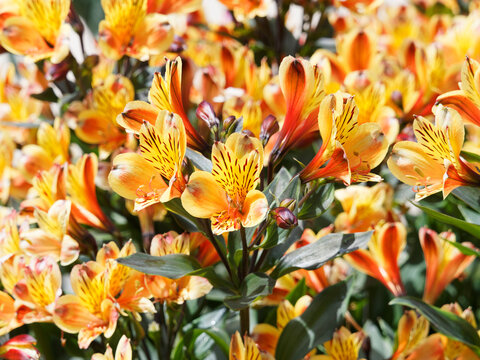 (Alstroemeria aurea) Le lys des Incas ou Alstro&eacute;m&egrave;re Orange King aux fleurs flamboyantes orange, jaune vif, stri&eacute;es ou tigr&eacute;es de brun sur de hautes hampes florales