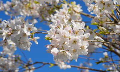 Delicate and beautiful cherry blossom against blue sky background. Sakura blossom. Japanese cherry blossom.