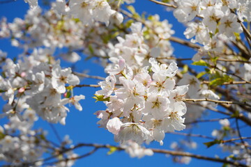 Delicate and beautiful cherry blossom against blue sky background. Sakura blossom. Japanese cherry blossom.