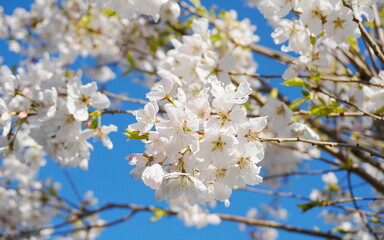 Delicate and beautiful cherry blossom against blue sky background. Sakura blossom. Japanese cherry blossom.