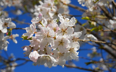 Delicate and beautiful cherry blossom against blue sky background. Sakura blossom. Japanese cherry blossom.