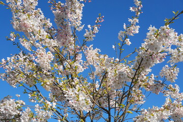 Delicate and beautiful cherry blossom against blue sky background. Sakura blossom. Japanese cherry blossom.