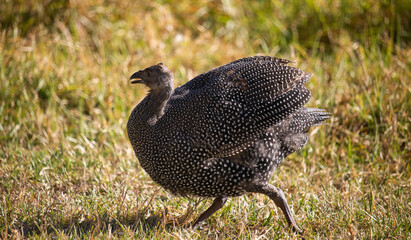 Male teenage guineafowl keet showing superiority by lifting its wings and running.