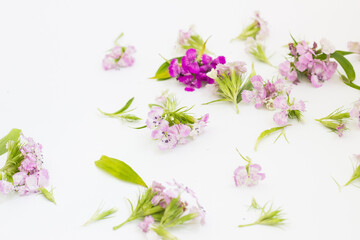 white and pink small flowers on a white background
