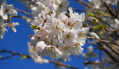 Delicate and beautiful cherry blossom against blue sky background. Sakura blossom. Japanese cherry blossom.