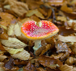 Red mushroom with dots. Amanita muscaria. Poisonous mushroom in forest. Amanita muscaria in forest with blurred background. Fall leaves in background. Poisonous mushroom in autumn forest