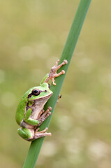 Little green frog Hyla arborea on a blade of grass