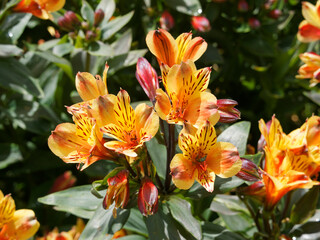 Alstroemeria aurea | Bouquet flamboyant de lys des Incas ou lys du Pérou aux fleurs tigrées de...