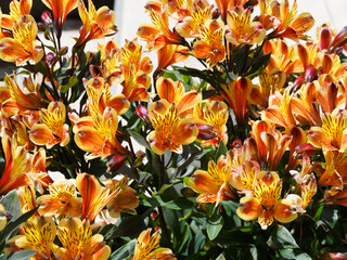 (Alstroemeria aurea) Le lys des Incas ou Alstroémère Orange King aux fleurs flamboyantes orange, jaune vif, striées ou tigrées de brun sur de hautes hampes florales