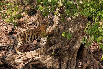 Fototapeta na wymiar Tiger under a tree at Ranthambore Tiger Reserve