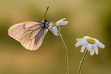The   butterfly Aporia crataegi butterflyrus covered with dew sits on a summer morning on a daisy flower