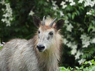 Fototapeta premium 二ホンカモシカ