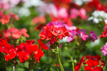 Colorful bicolor geraniums in the home garden.