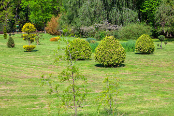 Park with decorative bushes . Green meadow with lawn 