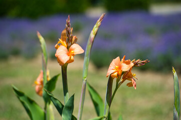 Obraz premium Cannas are perennial herbaceous plants with branching rhizomes and large leavesin summer garden. Beautiful orange Cannes flower with huge buds on a Sunny day. Copy space.