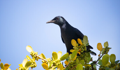 A beautiful red-winged starling black bird picking fruit off a tree.