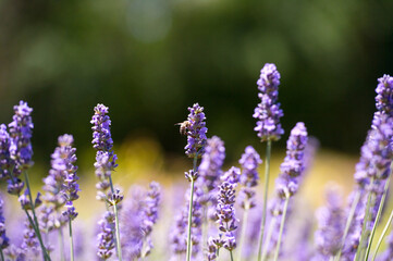 Lavender Field in the summer. Aromatherapy. Nature Cosmetics.