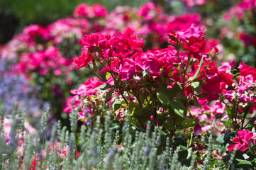 Roses and lavender in the same flowerbed. Flowerbed of continuous flowering.