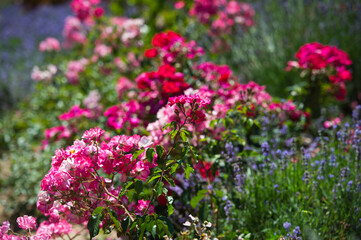 Roses and lavender in the same flowerbed. Flowerbed of continuous flowering.