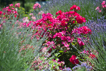 Roses and lavender in the same flowerbed. Flowerbed of continuous flowering.