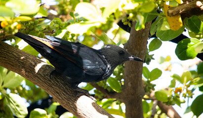 A beautiful red-winged starling black bird picking fruit off a tree.