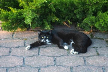Black and white cat lies under the juniper.