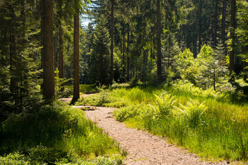 In den Wäldern des Schwarzwaldes
